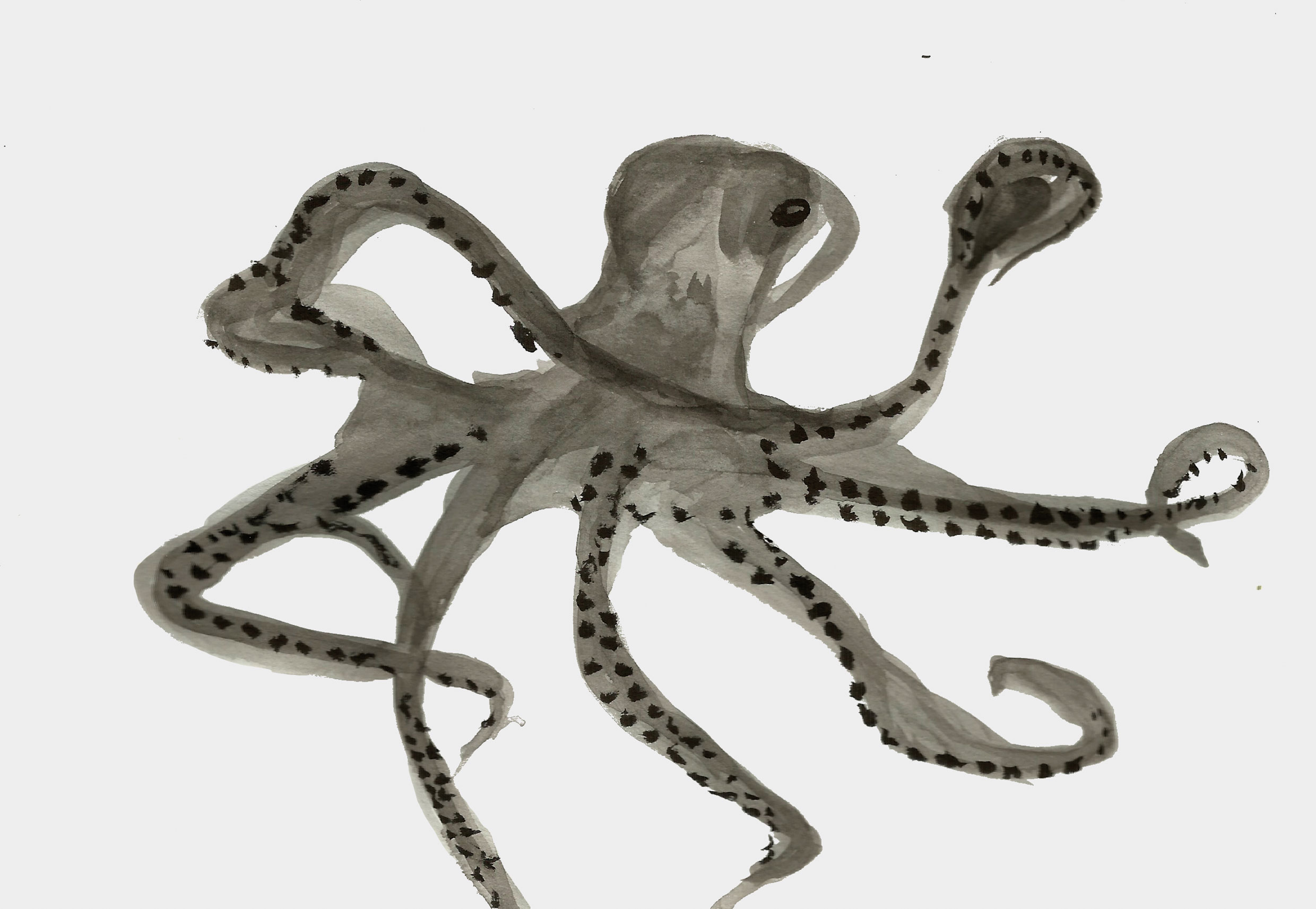 octopus